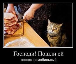 Коты на mego-forum.ru